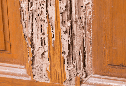How to prevent termite infestations