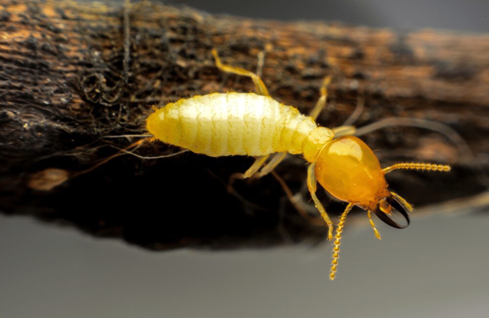 Pest Control for Termites
