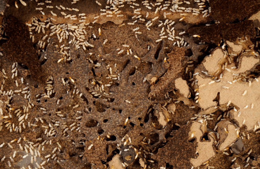 Termite Control - Pest Control for Termites