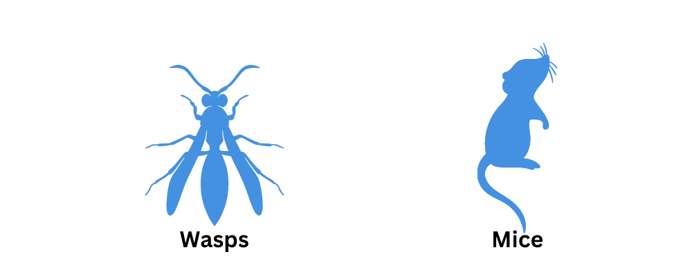 Pest Control For Mice<br />
Pest Control For Wasps
