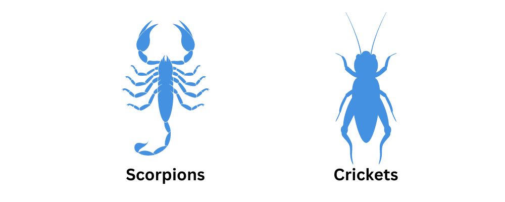 Pest Control for Scorpions<br />
Pest Control for Crickets