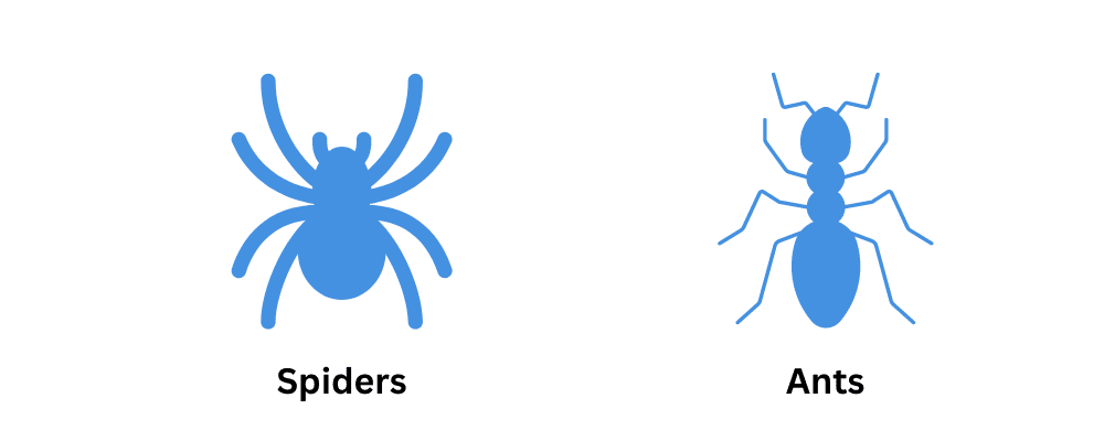 Pest Control for Spiders and Ants