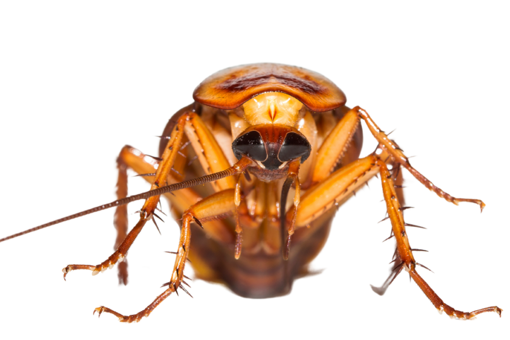 Pest Control against Roaches - Palmetto Bugs