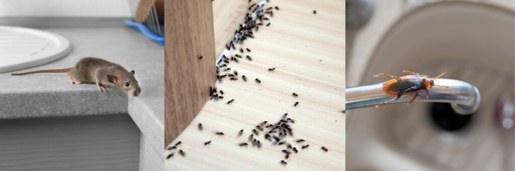 Pest Control For Ants, Roaches, and Rodents