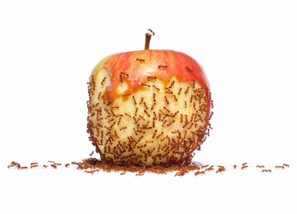 Ants eating an apple.