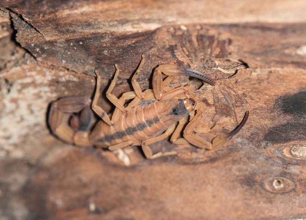 Bark scorpion in Arizona.