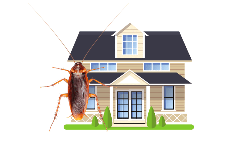 Roaches in home