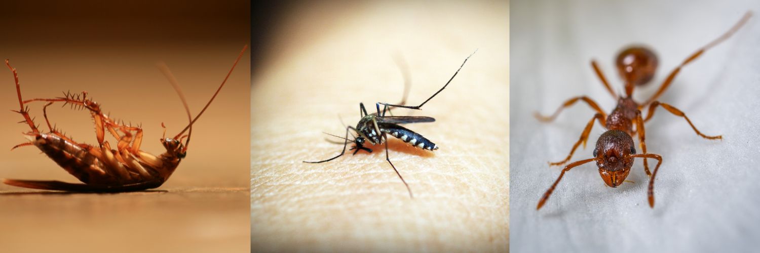 PEST CONTROL SOLUTIONS PREVENTION AND REMOVAL AIMVO