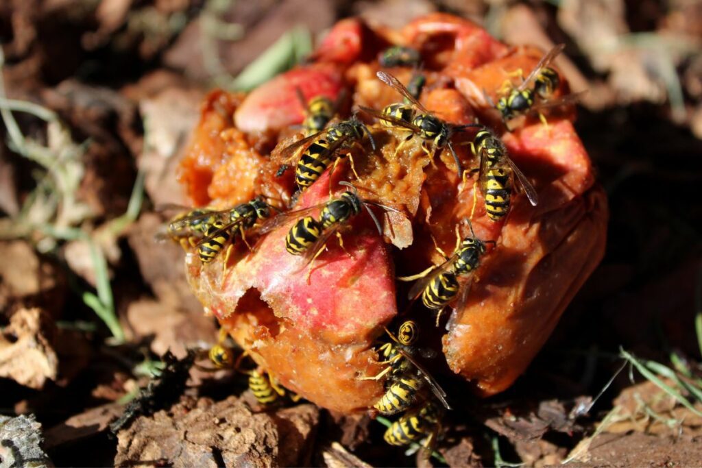 Wasps feeding on peach