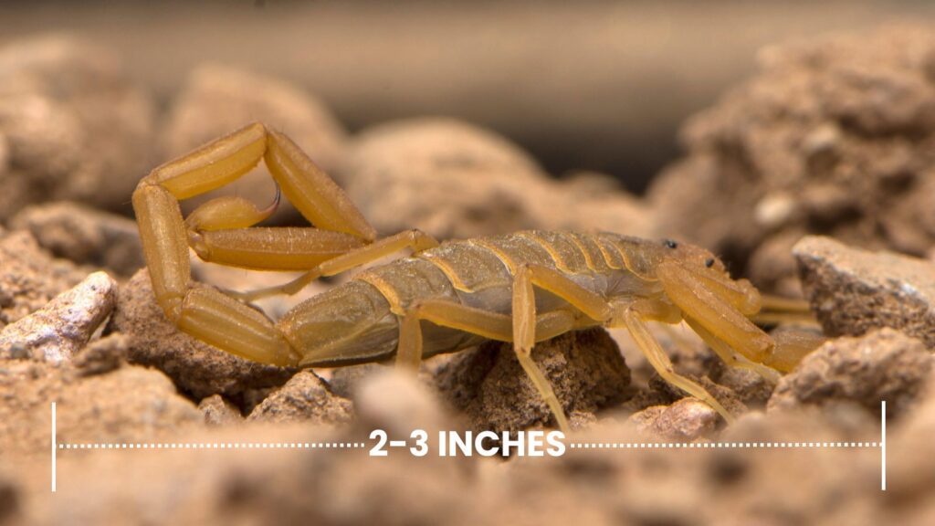 Arizona Bark Scorpion