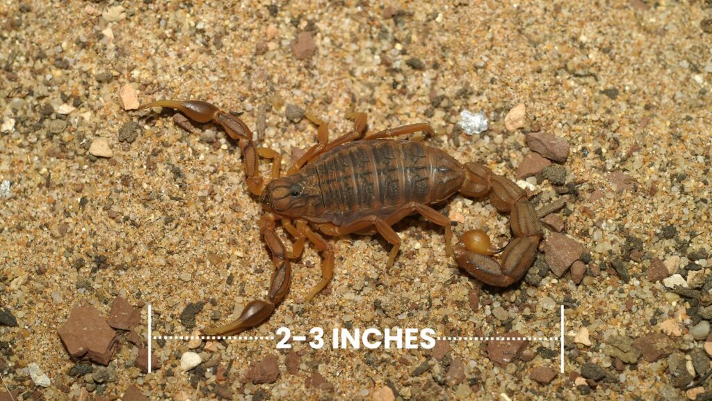 Stripe-Tailed Scorpion