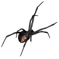 Black Widow Spider