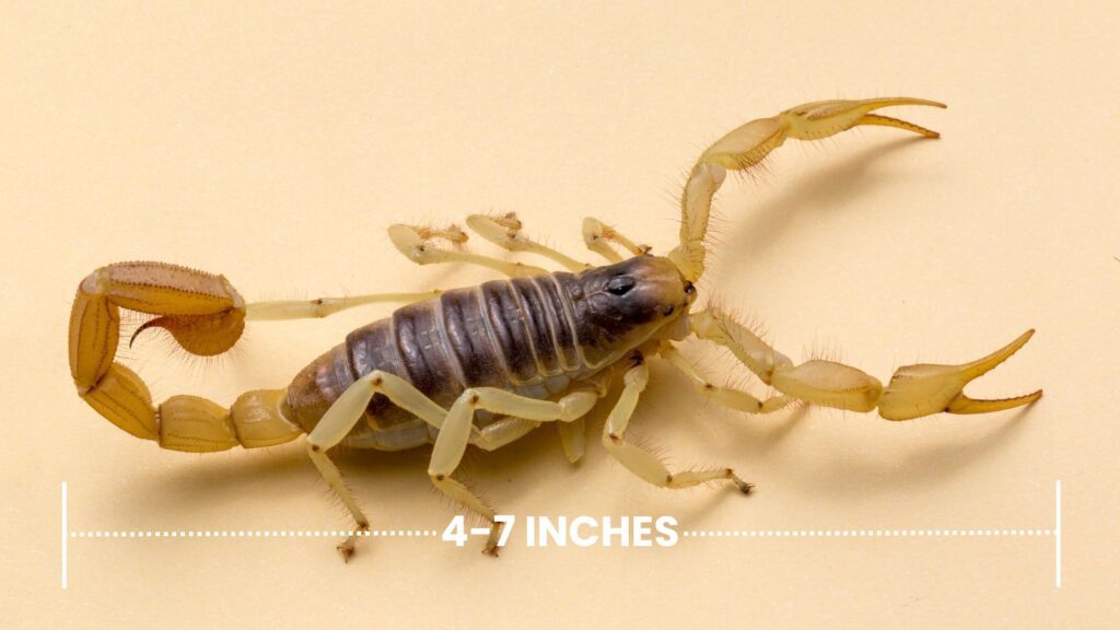 Desert Hairy Scorpion