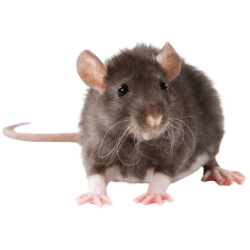 Rat