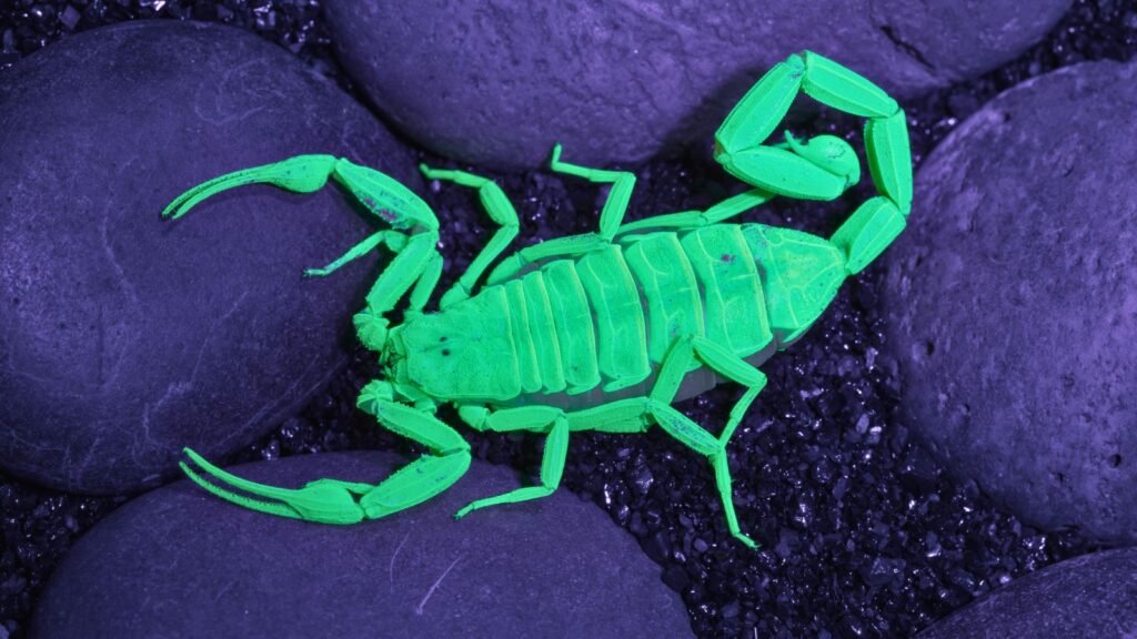 Scorpion hunting in Arizona