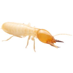 Subterranean Termite