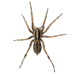 Wolf Spider