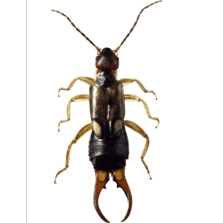 Earwig