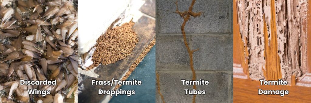 Signs of Termites in Phoenix
