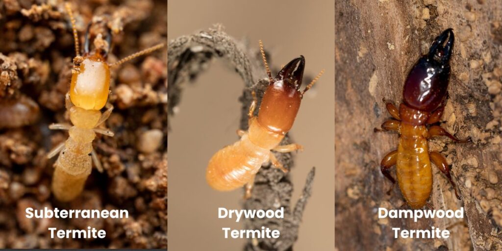 Common Termites in Phoenix