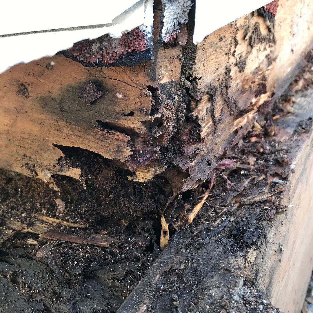 Home damage from termites