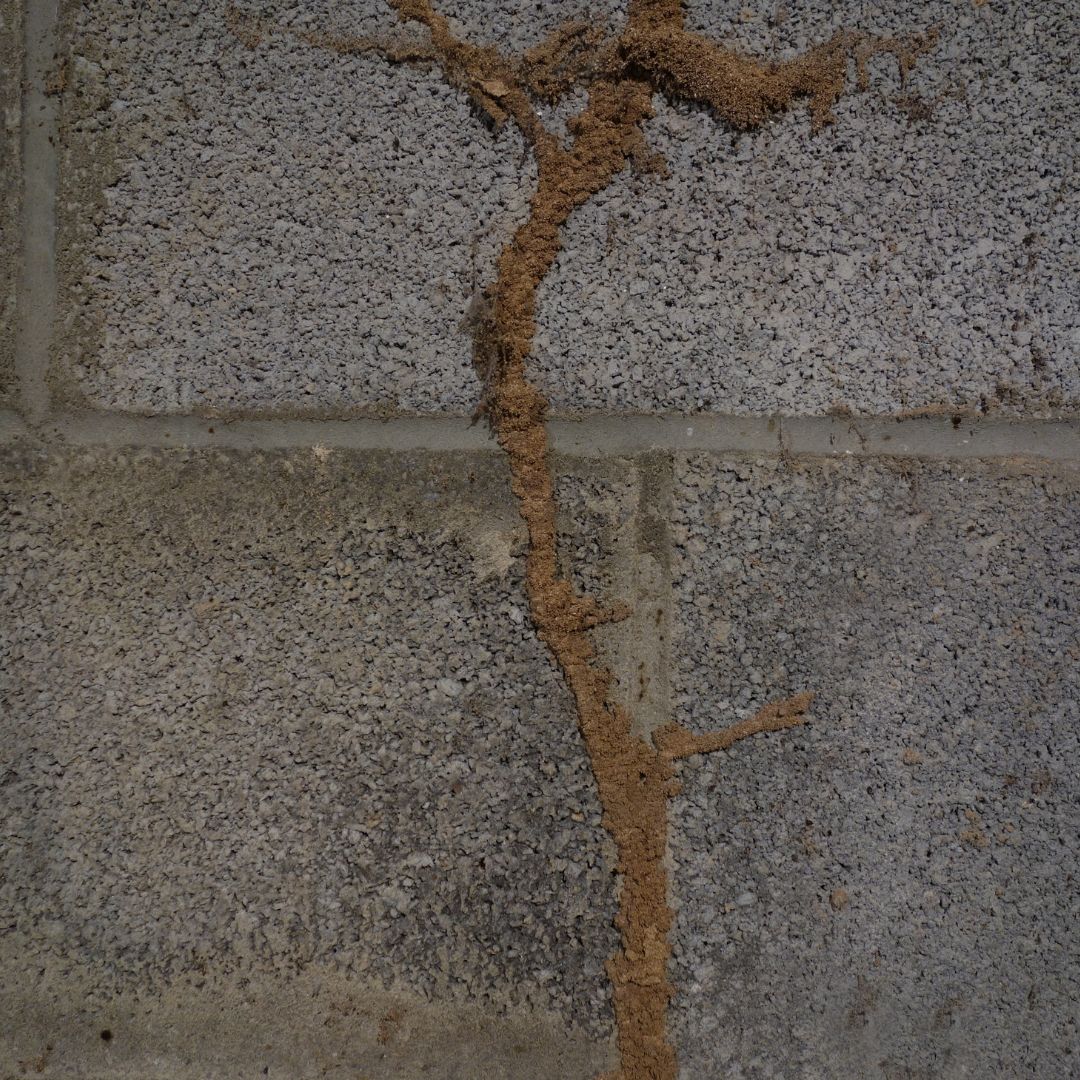 Termite mud tubes