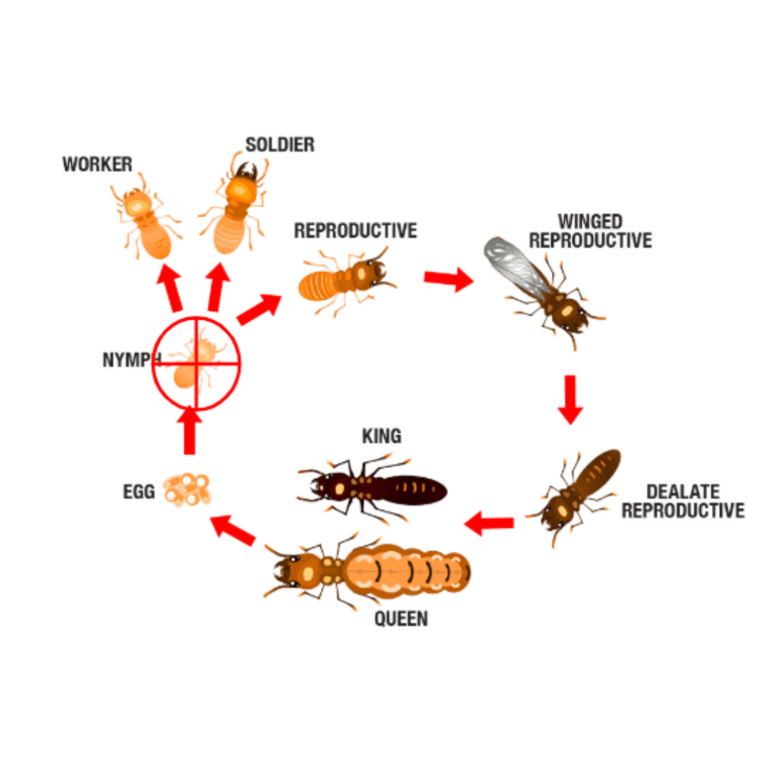 Termite life cycle