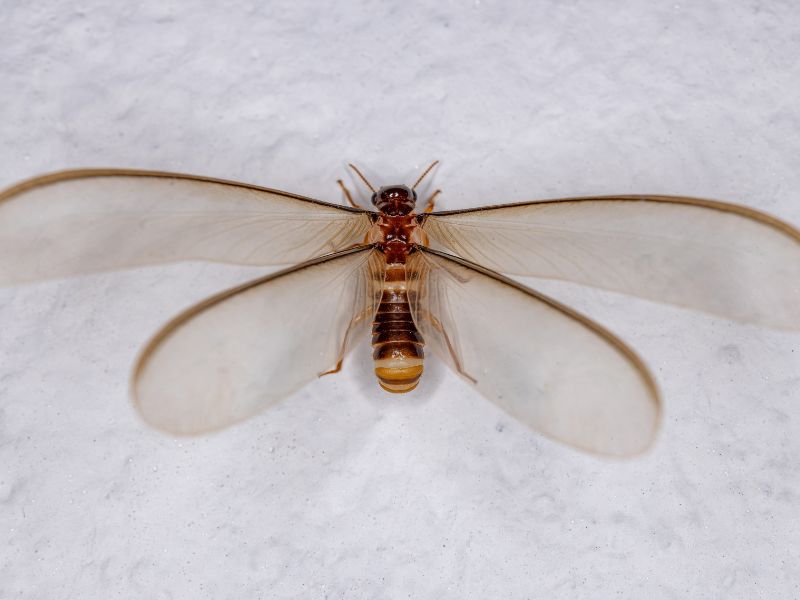 Termite with wings Termite with wings