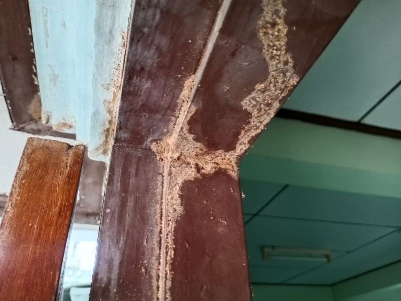 Visible damage from termites Visible damage from termites