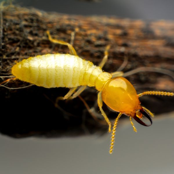 Subterranean Termites
