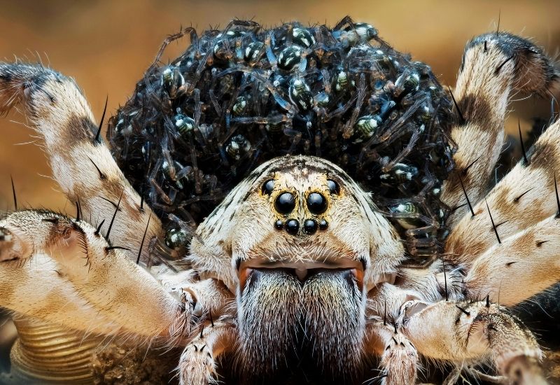 Wolf Spider carrying babies on its back. 