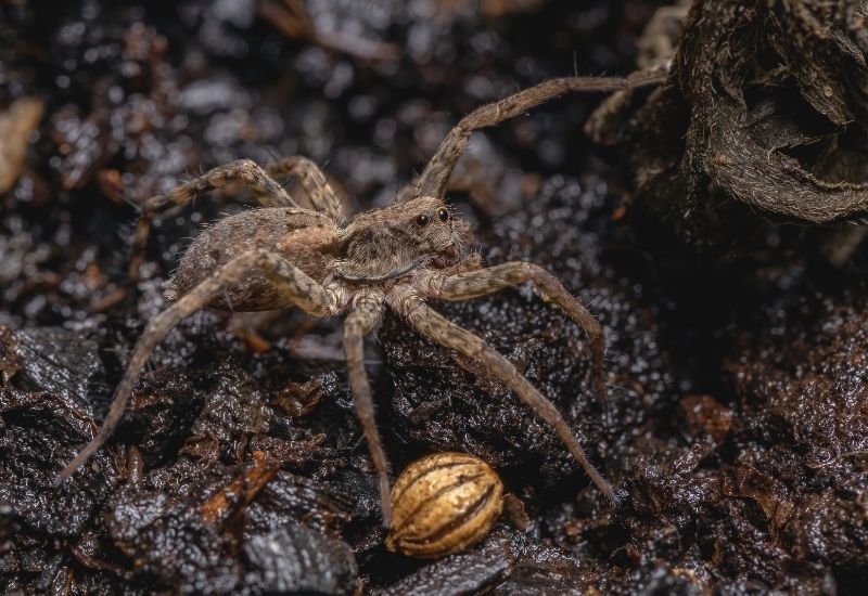 Wolf Spider
