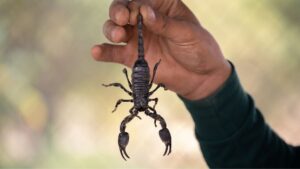 Scorpion being handled