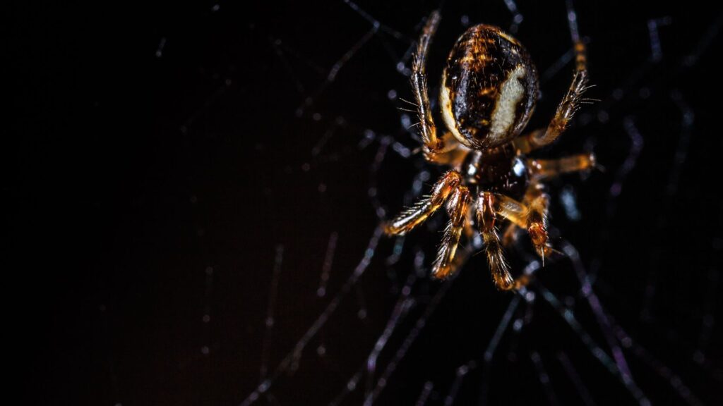 Spider
